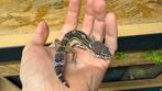 Luipaardgekko - Black Knight 0.1, Dieren en Toebehoren, Reptielen en Amfibieën, Hagedis, Tam, 0 tot 2 jaar