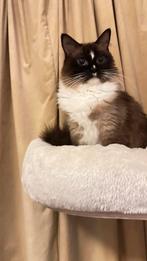 Ragdoll kitten/ poesje, Dieren en Toebehoren, Katten en Kittens | Raskatten | Langhaar, Poes, Ontwormd, 0 tot 2 jaar