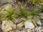 Diverse siergrassoorten, Tuin en Terras, Planten | Tuinplanten, Ophalen, Vaste plant, Siergrassen, Volle zon