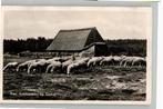 Ede Schaapskooi op Ginkel st 1959, Verzamelen, Verzenden, 1940 tot 1960, Gelopen, Gelderland