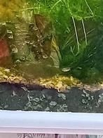 Mooi grondvisjes en 2 platys., Dieren en Toebehoren, Vissen | Aquariumvissen, Vis, Zoetwatervis, Schoolvis