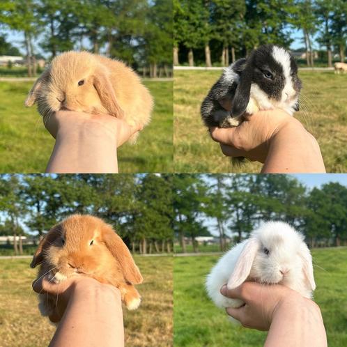 De liefste jonge konijntjes! Dwerg Hangoor NHD, Dieren en Toebehoren, Konijnen, Dwerg, Meerdere dieren, 0 tot 2 jaar, Hangoor
