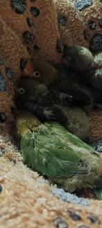 Dwergpapagaaien, Dieren en Toebehoren, Vogels | Duiven, Meerdere dieren
