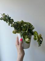 Grote Hoya compacta Mauna loa variegata Hindu rope, Ophalen of Verzenden, Overige soorten, Minder dan 100 cm