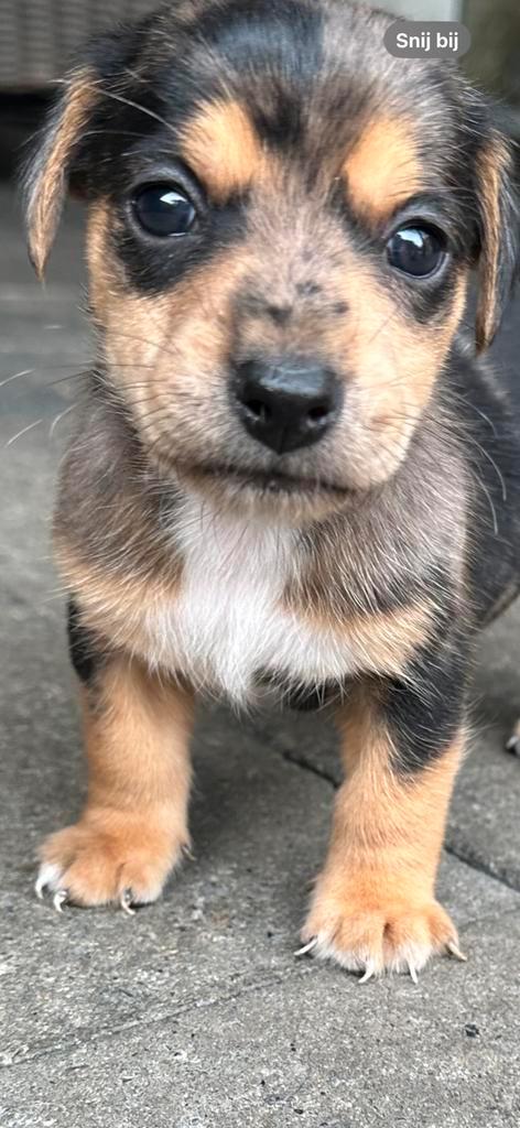 MOGEN T NESTVERLATEN  kortpootige ruwharige jack russelpups, Dieren en Toebehoren, Honden | Jack Russells en Terriërs, Meerdere dieren