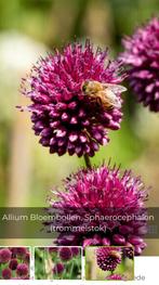 Te koop 4 potjes met Allium spaerocephalum sierui, Ophalen of Verzenden, Overige soorten, Halfschaduw