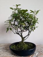 Pyracantha Bonsai, Bloeit niet, Halfschaduw, Minder dan 100 cm, Overige soorten