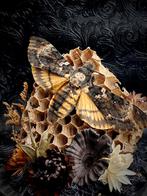Doodshoofdvlinder,  stolp , taxidermie, Ophalen of Verzenden, Nieuw, Insect, Opgezet dier