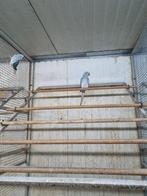 Halsbanden, Dieren en Toebehoren, Vogels | Parkieten en Papegaaien, Meerdere dieren, Parkiet