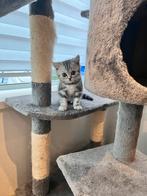Britse kortharen Silver Tabby mogen nu weg!, Dieren en Toebehoren, Katten en Kittens | Raskatten | Korthaar, Poes, Gechipt