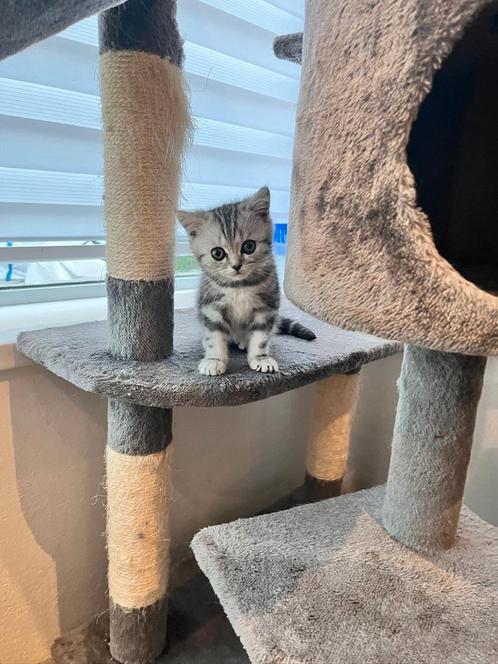 Britse korthaar Silver Tabby katertje met mooie stamboom, Dieren en Toebehoren, Katten en Kittens | Raskatten | Korthaar, Poes