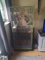 Koppel Agapornissen, Dieren en Toebehoren, Vogels | Hokken en Kooien, Ophalen, Zo goed als nieuw