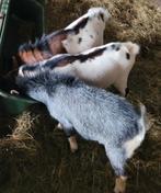 3 dwegbokjes, Dieren en Toebehoren, Schapen, Geiten en Varkens, Mannelijk, Geit, 0 tot 2 jaar