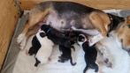 lieve kleine jack russells, Dieren en Toebehoren, Honden | Jack Russells en Terriërs, Rabiës (hondsdolheid), Jack Russell Terriër