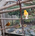 timbrado, Dieren en Toebehoren, Vogels | Kanaries, Meerdere dieren, Zangkanarie
