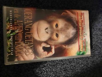 DE ORANG OETANGS VAN BORNEO! Mooie Documentaire Op VIDEO! beschikbaar voor biedingen