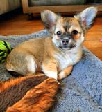 Nog twee prachtige chihuahua pups beschikbaar, Dieren en Toebehoren, Honden | Chihuahua's en Gezelschapshonden, Meerdere, Meerdere dieren