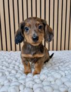 Leuke teckel kruising pups, Parvo, Nederland, 8 tot 15 weken, Dwerg