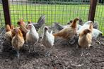 Friese Hoenders, mooje jonge hennetjes te koop, Dieren en Toebehoren, Vrouwelijk, Kip