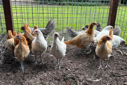 Friese Hoenders, mooje jonge hennetjes te koop, Dieren en Toebehoren, Pluimvee, Kip, Vrouwelijk