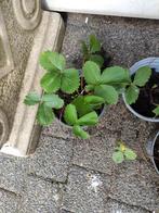 Aardbeienplanten, Ophalen, Zomer, Overige soorten, Volle zon