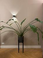 Grote Strelitzia met Pot - 170cm, Huis en Inrichting, Kamerplanten, Overige soorten, In pot, 150 tot 200 cm, Groene kamerplant