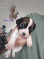 Jack Russell x Kooiker pups 1 reu & 5 teefjes, Dieren en Toebehoren, Jack Russell Terriër, 8 tot 15 weken, Meerdere, Meerdere dieren