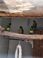 Te koop koppel portlincons 2025, Meerdere dieren, Parkiet