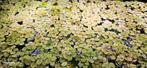 Salvinia natans drijfplant, Ophalen of Verzenden, Zo goed als nieuw, Plant(en), Steen of Hout