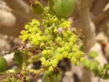 Caudex Cyphostemma Uter oorsprong uit Namibië potmaat 17cm beschikbaar voor biedingen