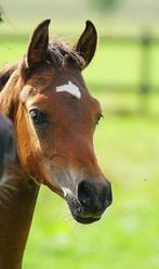 Arabisch volbloed veulen  – veel sportpotentie, Dieren en Toebehoren, E pony (1.48m - 1.57m), Gechipt, 0 tot 2 jaar, Hengst