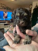 Shihpoo pups choco/mokka libergen hypoallergeen nog 1 over!!, Dieren en Toebehoren, Poedel, CDV (hondenziekte), 8 tot 15 weken