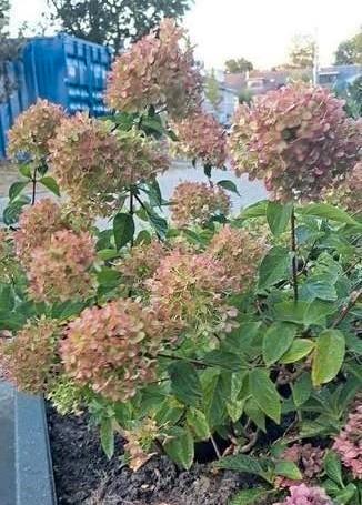 Hortensia beschikbaar voor biedingen