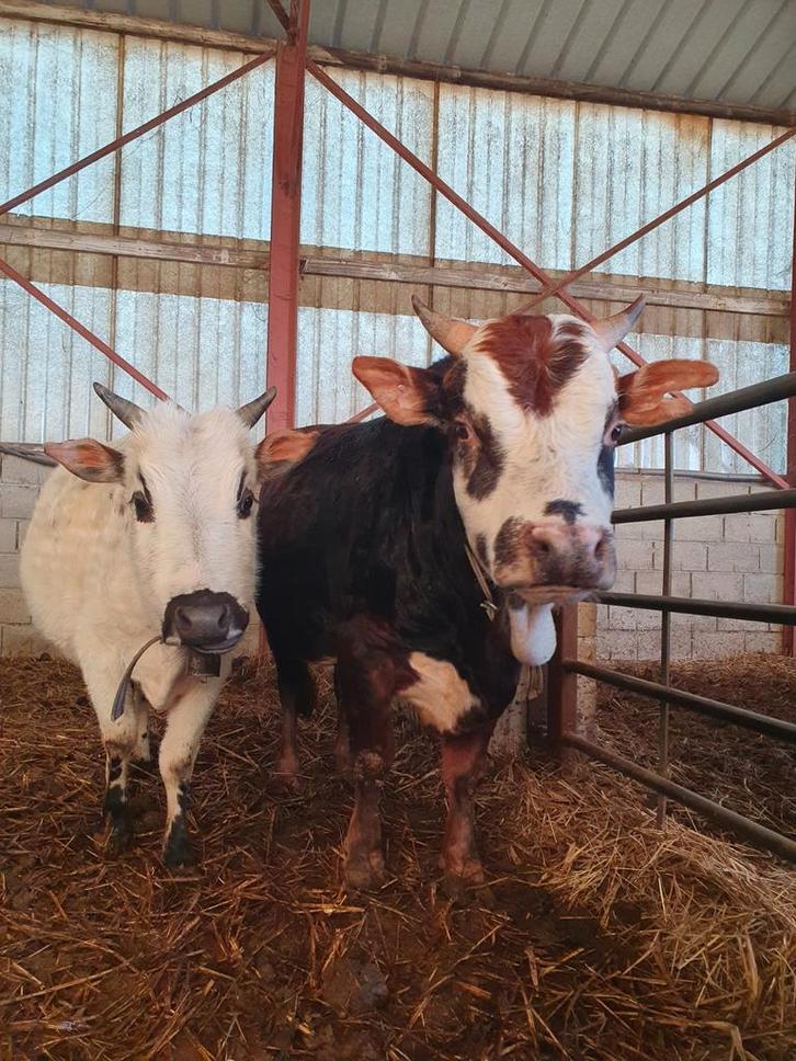Mini-zeboe/ micro-zeboe, Dieren en Toebehoren, Runderen, Meerdere dieren, 0 tot 2 jaar