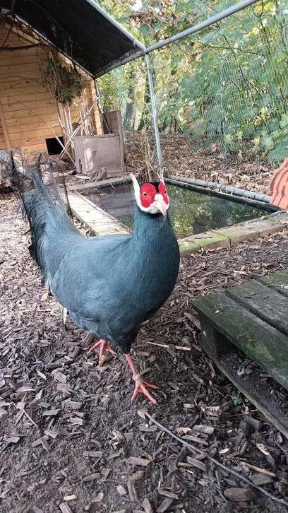 Blauw oorfazant, Dieren en Toebehoren, Pluimvee, Kip, Mannelijk
