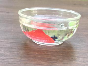 realistisch miniatuur aquarium beschikbaar voor biedingen