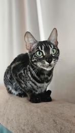 Bengal cat charocal, Dieren en Toebehoren, Katten en Kittens | Raskatten | Korthaar, Poes