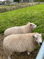 Noord hollandse dek rammen, Dieren en Toebehoren, Schapen, Geiten en Varkens, Mannelijk, Schaap