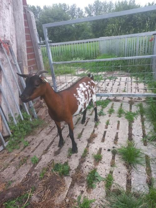 Dwerggeit CAE/CL vrij, Dieren en Toebehoren, Schapen, Geiten en Varkens, Geit, Vrouwelijk, 0 tot 2 jaar