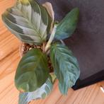 maranta silverband nr 66, Huis en Inrichting, Kamerplanten, Ophalen of Verzenden, Halfschaduw, Minder dan 100 cm