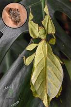 Cryptophyllium sp. "Xishuangbanna" eggs (x10), Dieren en Toebehoren, Insecten en Spinnen, Overige soorten