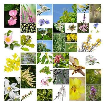 Bachbloesems voor paarden/dieren beschikbaar voor biedingen