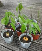 Avocado planten, Huis en Inrichting, Kamerplanten, Groene kamerplant, Ophalen, Overige soorten, Minder dan 100 cm