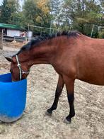 Knappe 2 jarige andalusier merrie, Dieren en Toebehoren, Pony's, 0 tot 2 jaar, Onbeleerd, Recreatiepony, Gechipt