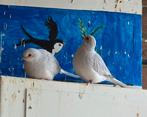 Diamand duifjes, Dieren en Toebehoren, Meerdere dieren, Tropenvogel