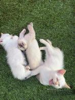 Britse korthaar x Siamese kittens, Dieren en Toebehoren, Meerdere dieren, Ontwormd, 0 tot 2 jaar