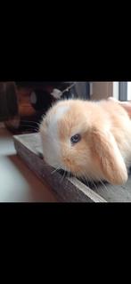 Minilop met stamboom, zindelijk met hoog knuffelgehalte, Dieren en Toebehoren, Meerdere dieren, Dwerg