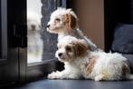 Maltipoo pups, Parvo, Overige rassen, 8 tot 15 weken, Meerdere