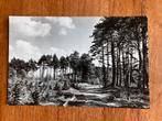 Zorgvlied. Bosgezicht. 1969., Verzamelen, Ansichtkaarten | Nederland, Ophalen of Verzenden, 1960 tot 1980, Gelopen, Drenthe