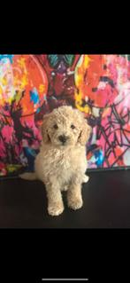 Laatste 2 dwerg poedel pups champagne kleur / Abrikoos🧡, Dieren en Toebehoren, Honden | Chihuahua's en Gezelschapshonden, Poedel